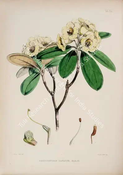 Fitch, Walter Hood (Lithographer). Woolly Rhododendron. Print on paper, circa 1796 | Lithograph, The Rhododendrons of Sikkim Himalaya, 1849 | Continuum | 00156353