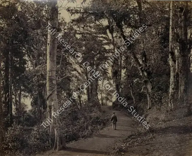 Bourne, Samuel (Photographer). A Pleasant wall near Ju Krai - Darjeeling. Albumen print, Mid 1860s | Antiquarian Photograph | Photography | 00116006