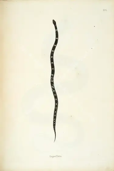 Skelton, William (Engraver). Gajoo Tutta. Print on paper, circa 1796 | Engraving, An Account of Indian Serpents, 1796 | Continuum | 00156382
