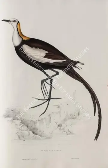 Gould, Elizabeth (Lithographer). Pheasant-tailed Jacana. Print on paper, circa 1832 | Lithograph, A Century of Birds from the Himalaya Mountains, 1832 | Continuum | 00156308