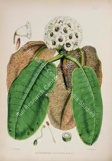 Fitch, Walter Hood (Lithographer). Falconer Rhododendron. Print on paper, circa 1796 | Lithograph, The Rhododendrons of Sikkim Himalaya, 1849 | Continuum | 00156347
