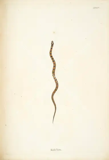 Skelton, William (Engraver). Katla Tutta. Print on paper, circa 1796 | Engraving, An Account of Indian Serpents, 1796 | Continuum | 00156401