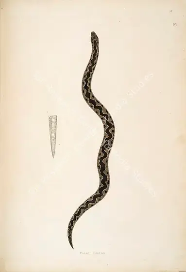 Skelton, William (Engraver). Padain Cootoo. Print on paper, circa 1796 | Engraving, An Account of Indian Serpents, 1796 | Continuum | 00156370