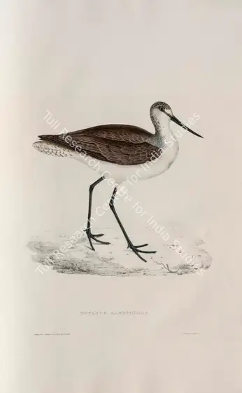 Gould, Elizabeth (Lithographer). Common Greenshank. Print on paper, circa 1832 | Lithograph, A Century of Birds from the Himalaya Mountains, 1832 | Continuum | 00156307