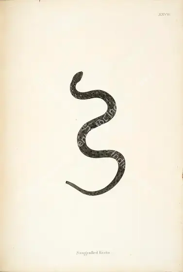 Skelton, William (Engraver). Naugealled Keaka. Print on paper, circa 1796 | Engraving, An Account of Indian Serpents, 1796 | Continuum | 00156394