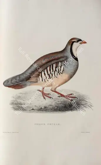 Gould, Elizabeth (Lithographer). Chukar Partridge. Print on paper, circa 1832 | Lithograph, A Century of Birds from the Himalaya Mountains, 1832 | Continuum | 00156302