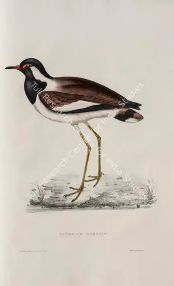 Gould, Elizabeth (Lithographer). Red-wattled Lapwing. Print on paper, circa 1832 | Lithograph, A Century of Birds from the Himalaya Mountains, 1832 | Continuum | 00156309
