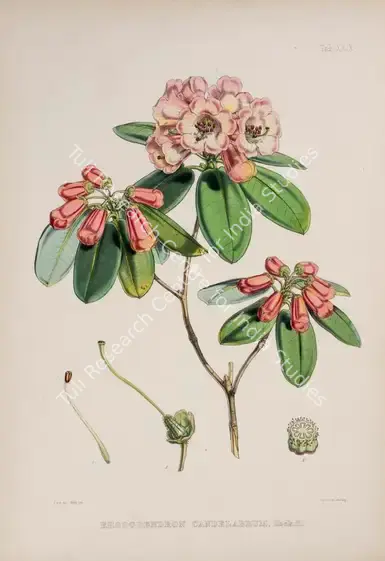 Fitch, Walter Hood (Lithographer). Rhododendron Candelabrum - Candelabra Rhododendron. Print on paper, circa 1796 | Lithograph, The Rhododendrons of Sikkim Himalaya, 1849 | Continuum | 00156366