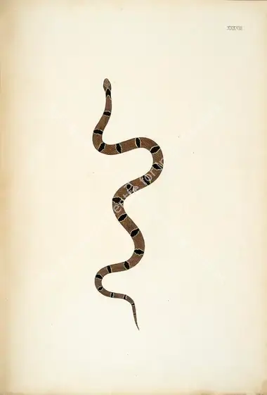 Skelton, William (Engraver). Untitled. Print on paper, circa 1796 | Engraving, An Account of Indian Serpents, 1796 | Continuum | 00156404