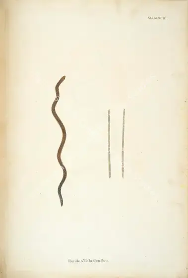 Skelton, William (Engraver). Rondoo Talooloo Pam. Print on paper, circa 1796 | Engraving, An Account of Indian Serpents, 1796 | Continuum | 00156407