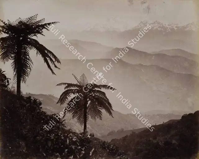 Bourne, Samuel (Photographer). The Snows. Tree Ferns in the Foreground, Darjeeling - From the album 'India Ceylon and Egypt 1901-1902'. Albumen Print pasted on mount, c.1865-1866 | Antiquarian Photograph | Photography | 00115518