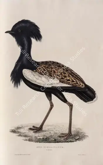 Gould, Elizabeth (Lithographer). Bengal Florican. Print on paper, circa 1832 | Lithograph, A Century of Birds from the Himalaya Mountains, 1832 | Continuum | 00156306