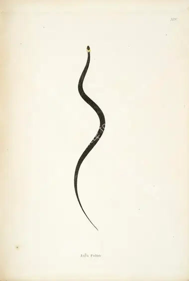 Skelton, William (Engraver). Jara Potoo. Print on paper, circa 1796 | Engraving, An Account of Indian Serpents, 1796 | Continuum | 00156380