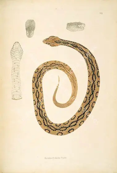Skelton, William (Engraver). Katuka Rekula Poda. Print on paper, circa 1796 | Engraving, An Account of Indian Serpents, 1796 | Continuum | 00156373
