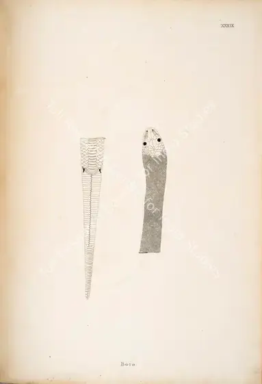 Skelton, William (Engraver). Bora. Print on paper, circa 1796 | Engraving, An Account of Indian Serpents, 1796 | Continuum | 00156405