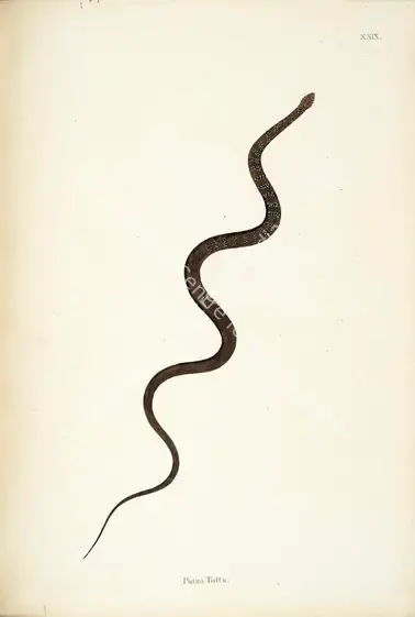 Skelton, William (Engraver). Patza Tutta. Print on paper, circa 1796 | Engraving, An Account of Indian Serpents, 1796 | Continuum | 00156395