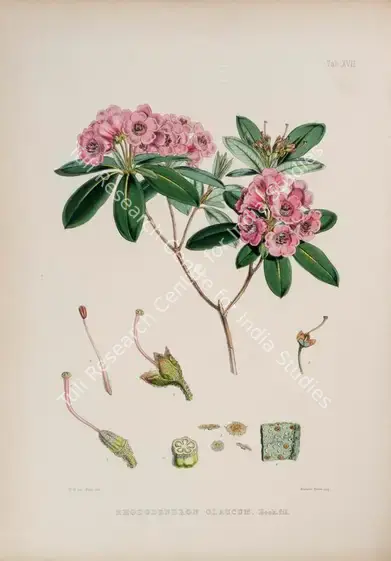 Fitch, Walter Hood (Lithographer). Rosy Rhododendron. Print on paper, circa 1796 | Lithograph, The Rhododendrons of Sikkim Himalaya, 1849 | Continuum | 00156354