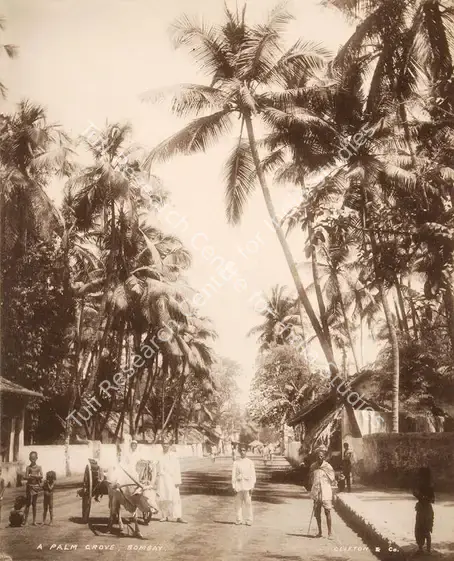 Studio Clifton & Co. (Photographic Studio). A Palm Grove Bombay - From the album "L.G. to L.R.' by Clifton and Co.. Calotype print pasted on mount, 1900 | Antiquarian Photograph | Photography | 00115247