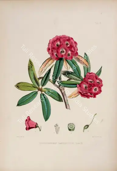 Fitch, Walter Hood (Lithographer). Rhododendron Lancifolium - Lance-leaved Rhododendron. Print on paper, circa 1796 | Lithograph, The Rhododendrons of Sikkim Himalaya, 1849 | Continuum | 00156341