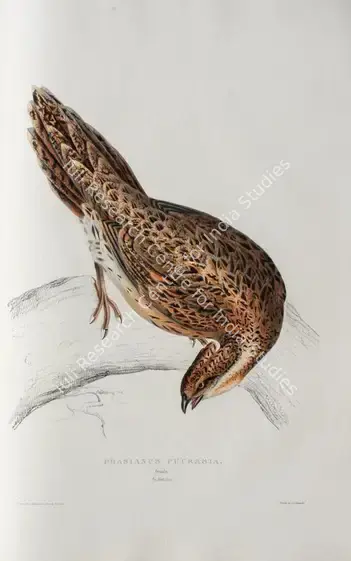 Gould, Elizabeth (Lithographer). Koklass Pheasant. Print on paper, circa 1832 | Lithograph, A Century of Birds from the Himalaya Mountains, 1832 | Continuum | 00156301