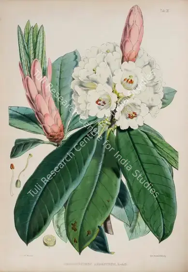 Fitch, Walter Hood (Lithographer). Silvery Rhododendron. Print on paper, circa 1796 | Lithograph, The Rhododendrons of Sikkim Himalaya, 1849 | Continuum | 00156346