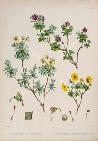 Fitch, Walter Hood (Lithographer). Pink Scaly Rhododendron. Print on paper, circa 1796 | Lithograph, The Rhododendrons of Sikkim Himalaya, 1849 | Continuum | 00156360