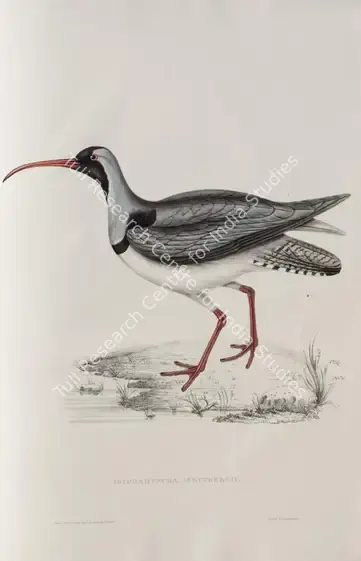 Gould, Elizabeth (Lithographer). Ibisbill. Print on paper, circa 1832 | Lithograph, A Century of Birds from the Himalaya Mountains, 1832 | Continuum | 00156310