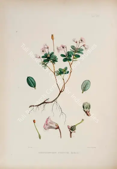 Fitch, Walter Hood (Lithographer). Narrow-Fruit Rhododendron. Print on paper, circa 1796 | Lithograph, The Rhododendrons of Sikkim Himalaya, 1849 | Continuum | 00156351