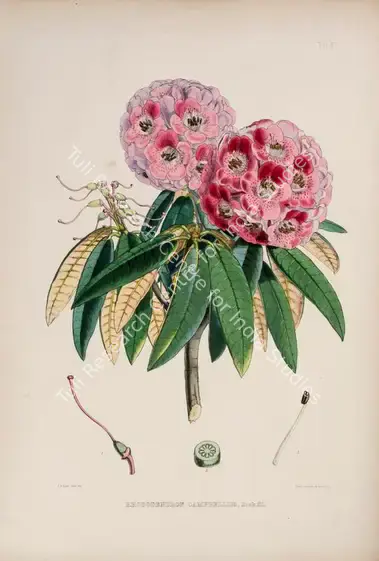 Fitch, Walter Hood (Lithographer). Bell-Flowered Rhododendron. Print on paper, circa 1796 | Lithograph, The Rhododendrons of Sikkim Himalaya, 1849 | Continuum | 00156343