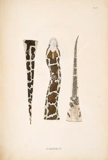 Skelton, William (Engraver). PeddaPoda .B.. Print on paper, circa 1796 | Engraving, An Account of Indian Serpents, 1796 | Continuum | 00156390