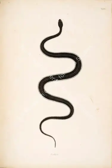 Skelton, William (Engraver). Goobra. Print on paper, circa 1796 | Engraving, An Account of Indian Serpents, 1796 | Continuum | 00156397