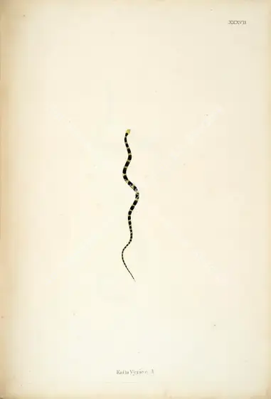 Skelton, William (Engraver). Katla Vyrien .A.. Print on paper, circa 1796 | Engraving, An Account of Indian Serpents, 1796 | Continuum | 00156403