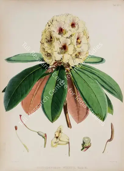 Fitch, Walter Hood (Lithographer). Wight's Rhododendron. Print on paper, circa 1796 | Lithograph, The Rhododendrons of Sikkim Himalaya, 1849 | Continuum | 00156364