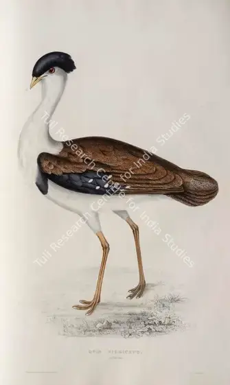 Gould, Elizabeth (Lithographer). Great Indian Bustard. Print on paper, circa 1832 | Lithograph, A Century of Birds from the Himalaya Mountains, 1832 | Continuum | 00156303
