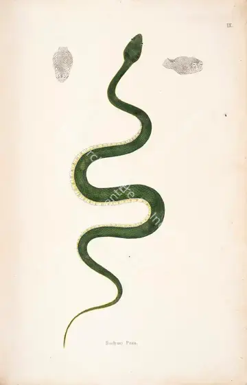 Skelton, William (Engraver). Bodroo Pam. Print on paper, circa 1796 | Engraving, An Account of Indian Serpents, 1796 | Continuum | 00156375