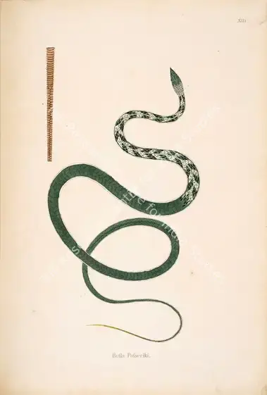 Skelton, William (Engraver). Botla Pafseriki. Print on paper, circa 1796 | Engraving, An Account of Indian Serpents, 1796 | Continuum | 00156379