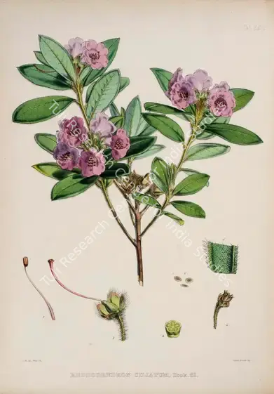 Fitch, Walter Hood (Lithographer). Fringed Leaf Rhododendron. Print on paper, circa 1796 | Lithograph, The Rhododendrons of Sikkim Himalaya, 1849 | Continuum | 00156361