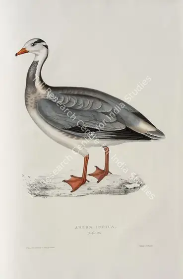 Gould, Elizabeth (Lithographer). Bar-headed Goose. Print on paper, circa 1832 | Lithograph, A Century of Birds from the Himalaya Mountains, 1832 | Continuum | 00156311