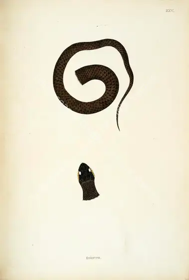 Skelton, William (Engraver). Dameen. Print on paper, circa 1796 | Engraving, An Account of Indian Serpents, 1796 | Continuum | 00156391