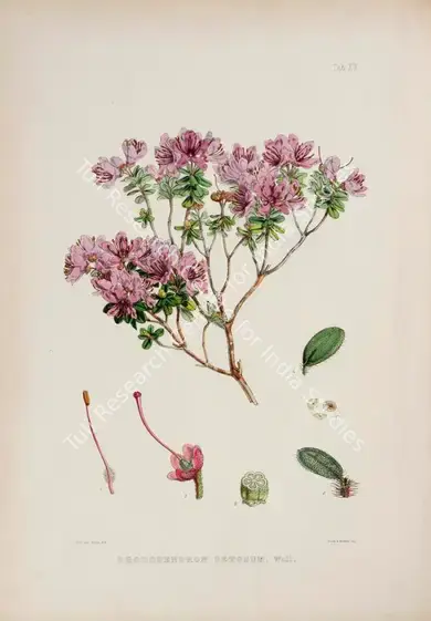 Fitch, Walter Hood (Lithographer). Bristly Rhododendron . Print on paper, circa 1796 | Lithograph, The Rhododendrons of Sikkim Himalaya, 1849 | Continuum | 00156357