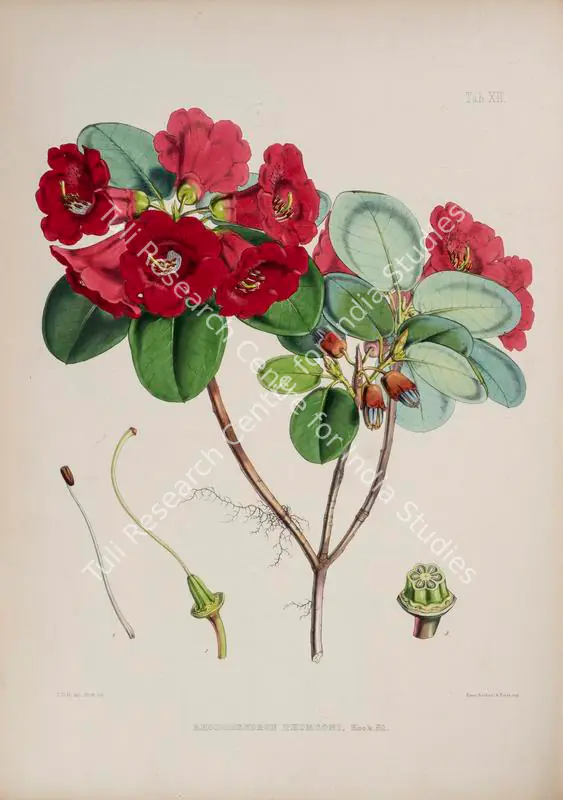 Fitch, Walter Hood (Lithographer). Thomson's Rhododendron. Print on paper, circa 1796 | Lithograph, The Rhododendrons of Sikkim Himalaya, 1849 | Continuum | 00156349