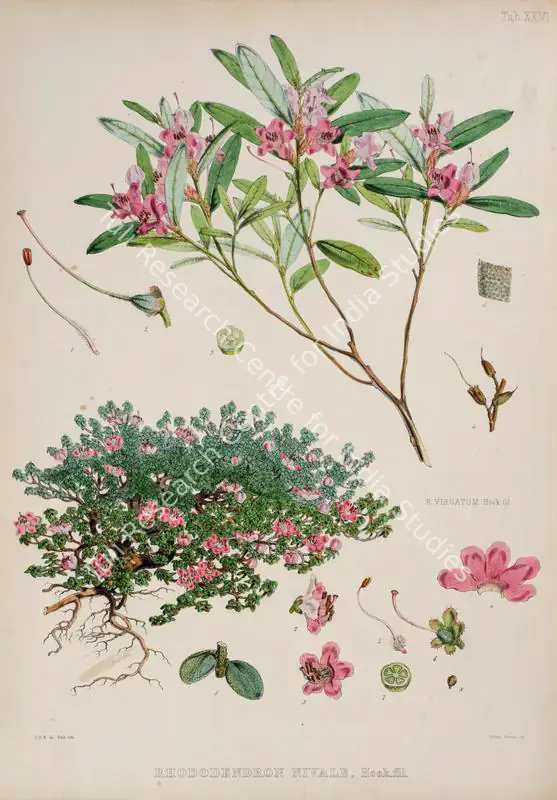 Fitch, Walter Hood (Lithographer). Dwarf Snow Rhododendron. Print on paper, circa 1796 | Lithograph, The Rhododendrons of Sikkim Himalaya, 1849 | Continuum | 00156363