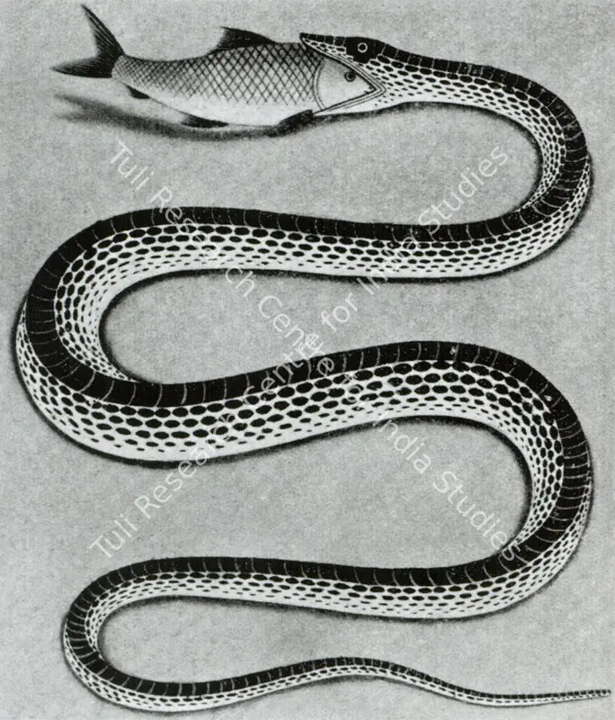 Unknown (Artist). Snake with Fish. c.1860 | Marg, December 2022 - March 2023 | Graphic Art | FineArts | 00675302