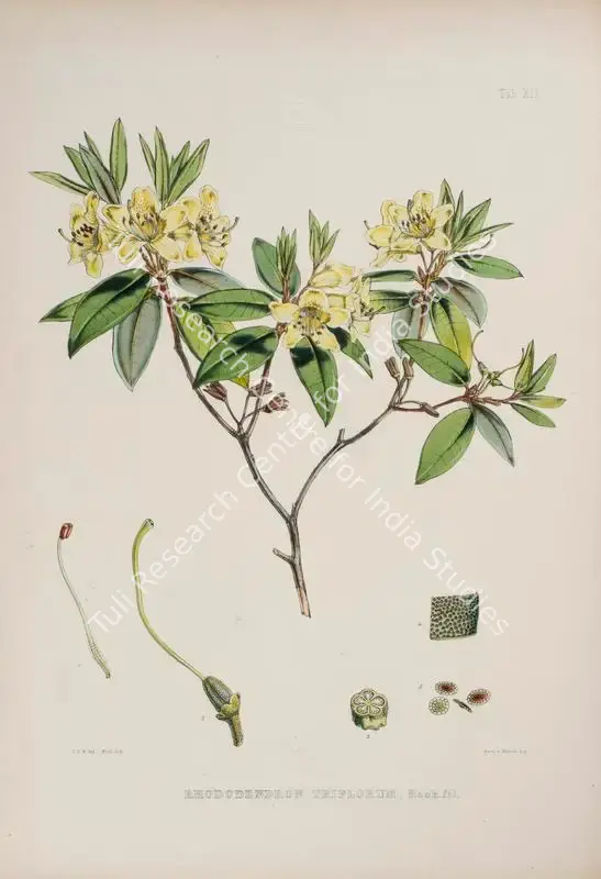 Fitch, Walter Hood (Lithographer). Three-Flowered Rhododendron. Print on paper, circa 1796 | Lithograph, The Rhododendrons of Sikkim Himalaya, 1849 | Continuum | 00156356