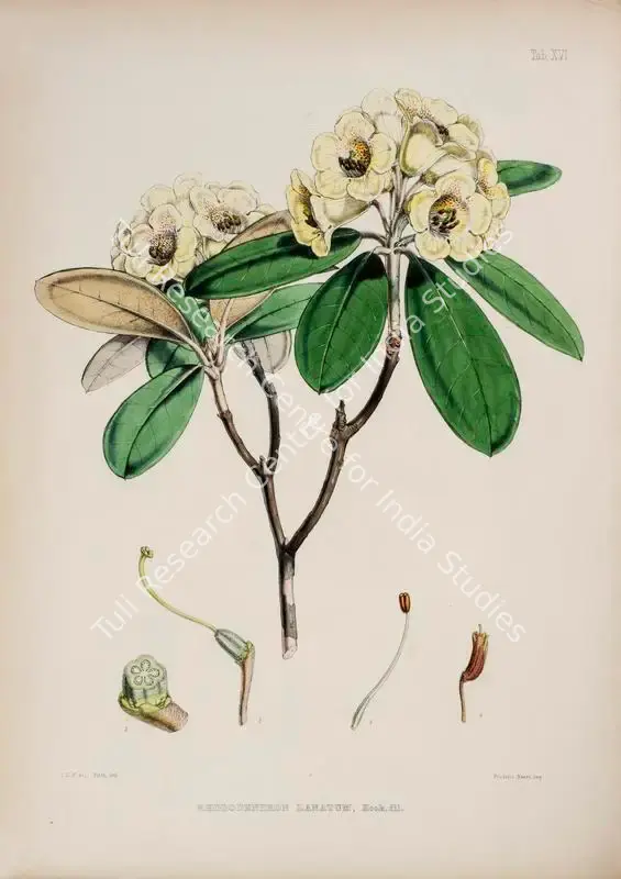 Fitch, Walter Hood (Lithographer). Woolly Rhododendron. Print on paper, circa 1796 | Lithograph, The Rhododendrons of Sikkim Himalaya, 1849 | Continuum | 00156353