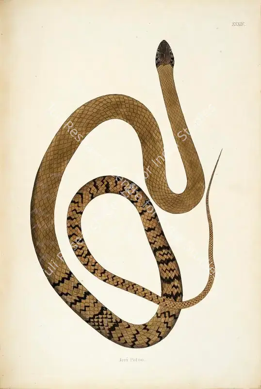 Skelton, William (Engraver). Jeri Potoo. Print on paper, circa 1796 | Engraving, An Account of Indian Serpents, 1796 | Continuum | 00156400