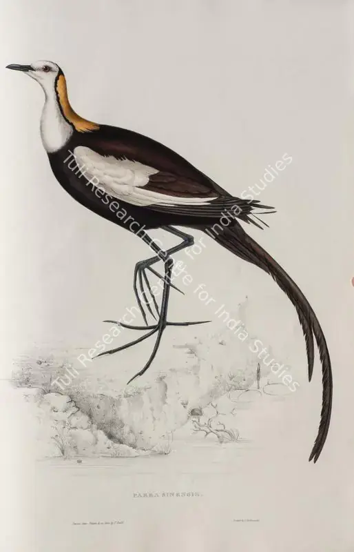 Gould, Elizabeth (Lithographer). Pheasant-tailed Jacana. Print on paper, circa 1832 | Lithograph, A Century of Birds from the Himalaya Mountains, 1832 | Continuum | 00156308