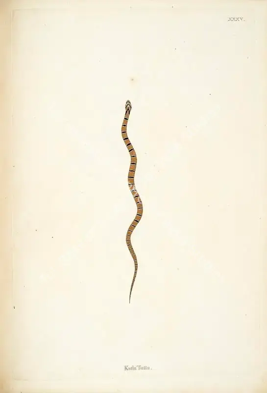 Skelton, William (Engraver). Katla Tutta. Print on paper, circa 1796 | Engraving, An Account of Indian Serpents, 1796 | Continuum | 00156401