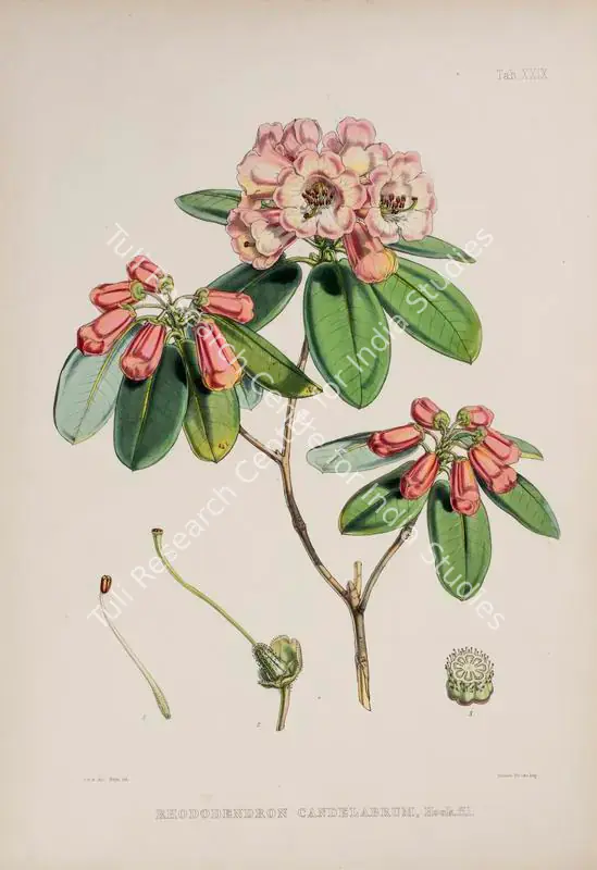 Fitch, Walter Hood (Lithographer). Rhododendron Candelabrum - Candelabra Rhododendron. Print on paper, circa 1796 | Lithograph, The Rhododendrons of Sikkim Himalaya, 1849 | Continuum | 00156366