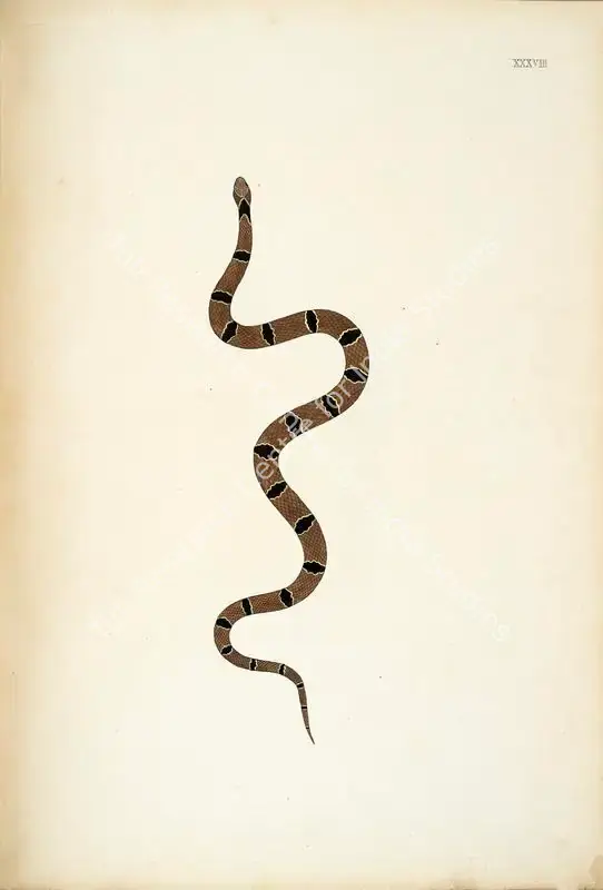 Skelton, William (Engraver). Untitled. Print on paper, circa 1796 | Engraving, An Account of Indian Serpents, 1796 | Continuum | 00156404